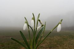 Schneeglöckchen teilen