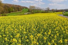 Niederschläge stören Pollentreiben