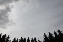 Sporen statt Pollen
