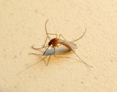 Mücken- und Rattenplage im Hochwassergebiet?