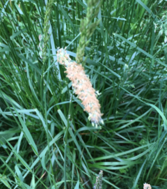 Frühstart für Wiesen-Knäuelgras & Co.